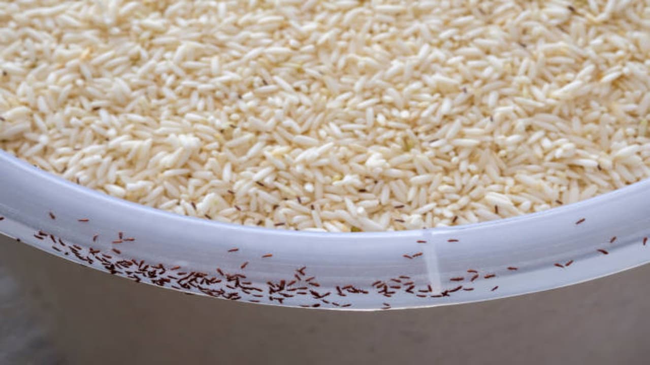 அரிசியில் பூச்சிகள் தொல்லையா?