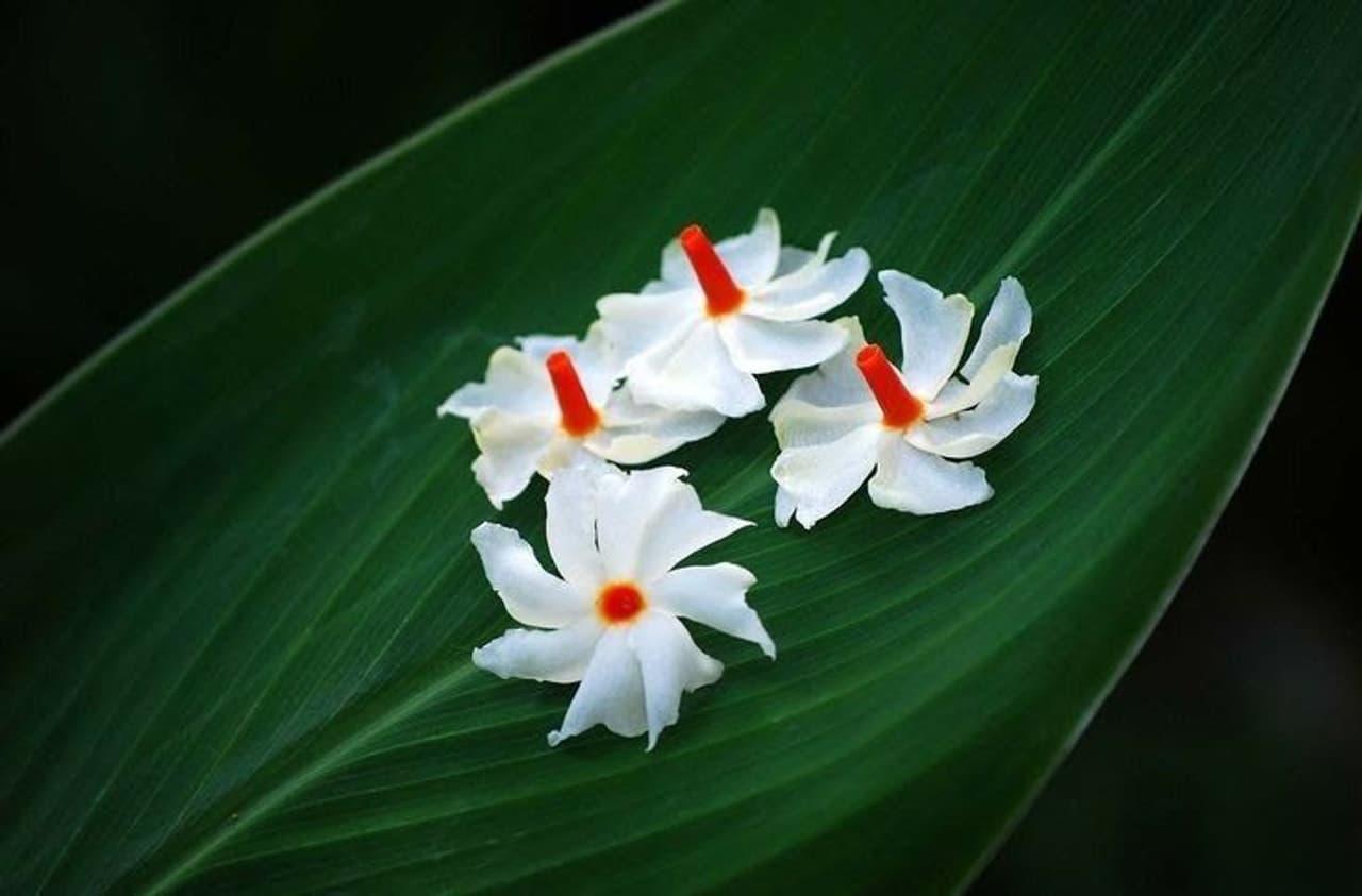 Pavalamalli Flower Benefits