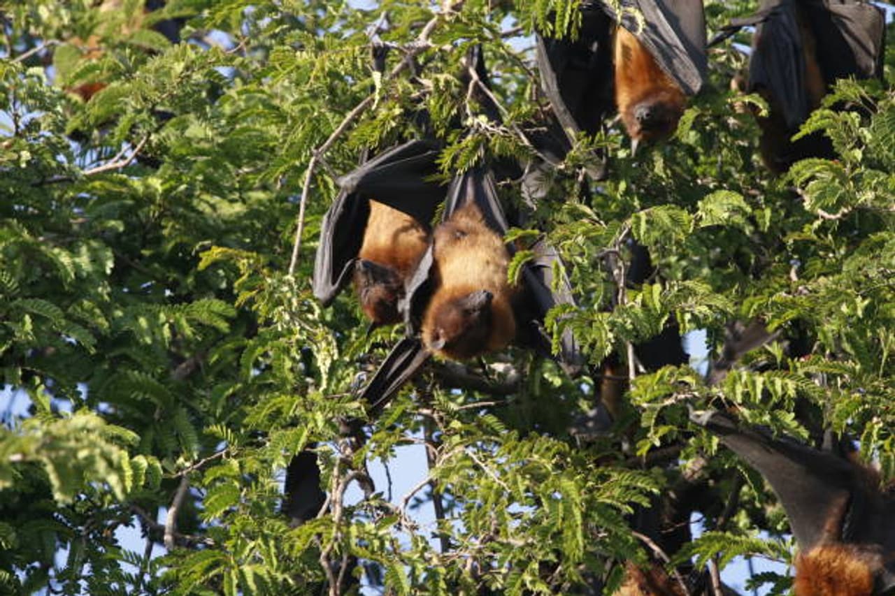 How to protect yourself from Nipah virus? How to protect yourself from Nipah virus?