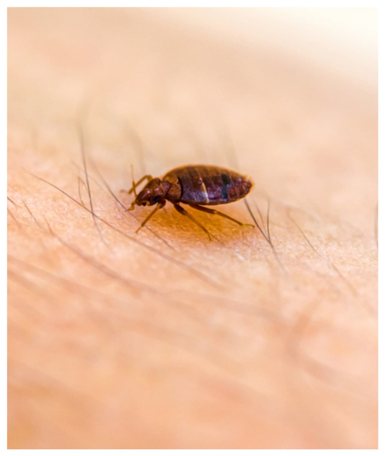 ಕೇವಲ ನೈಸರ್ಗಿಕ ಪದಾರ್ಥ ಸಾಕು 