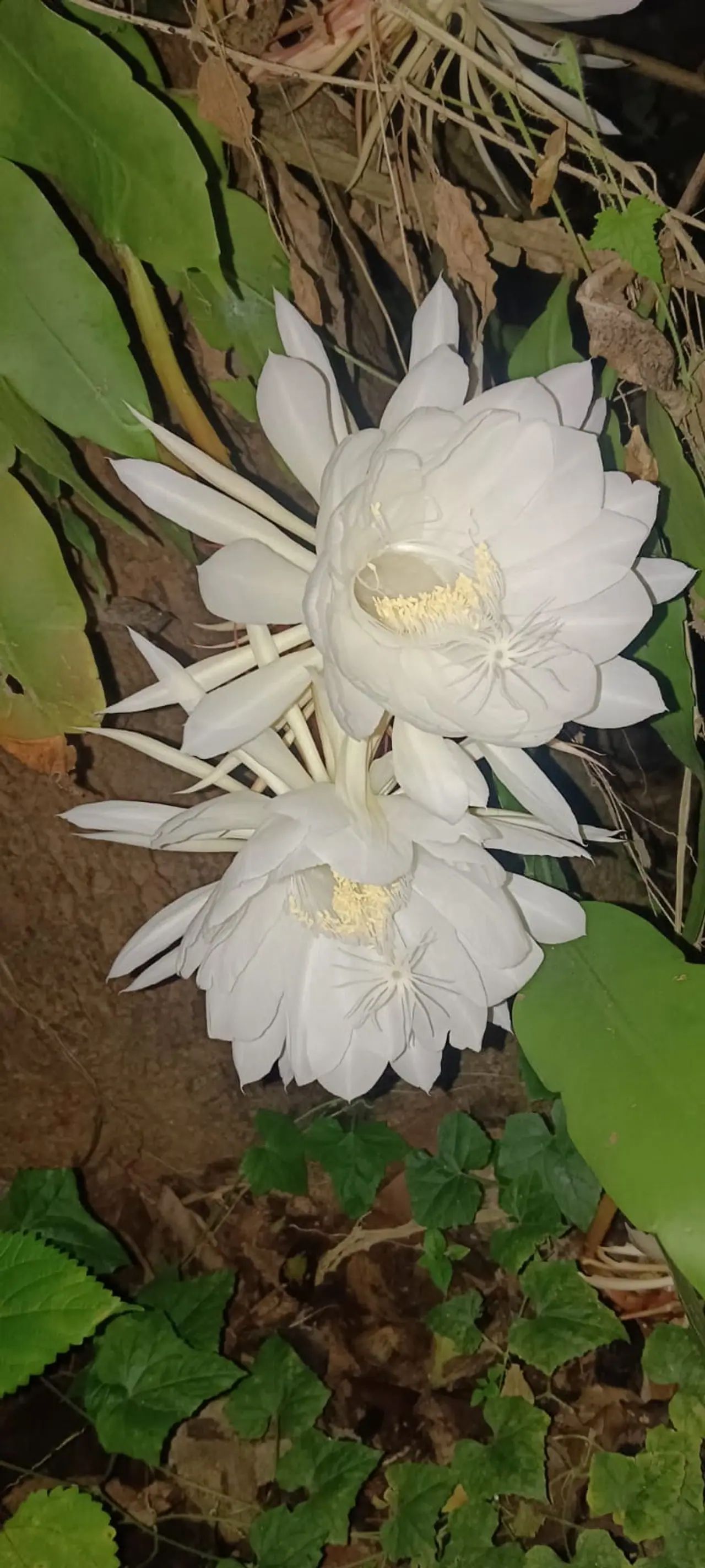 బ్రహ్మ కమలం..