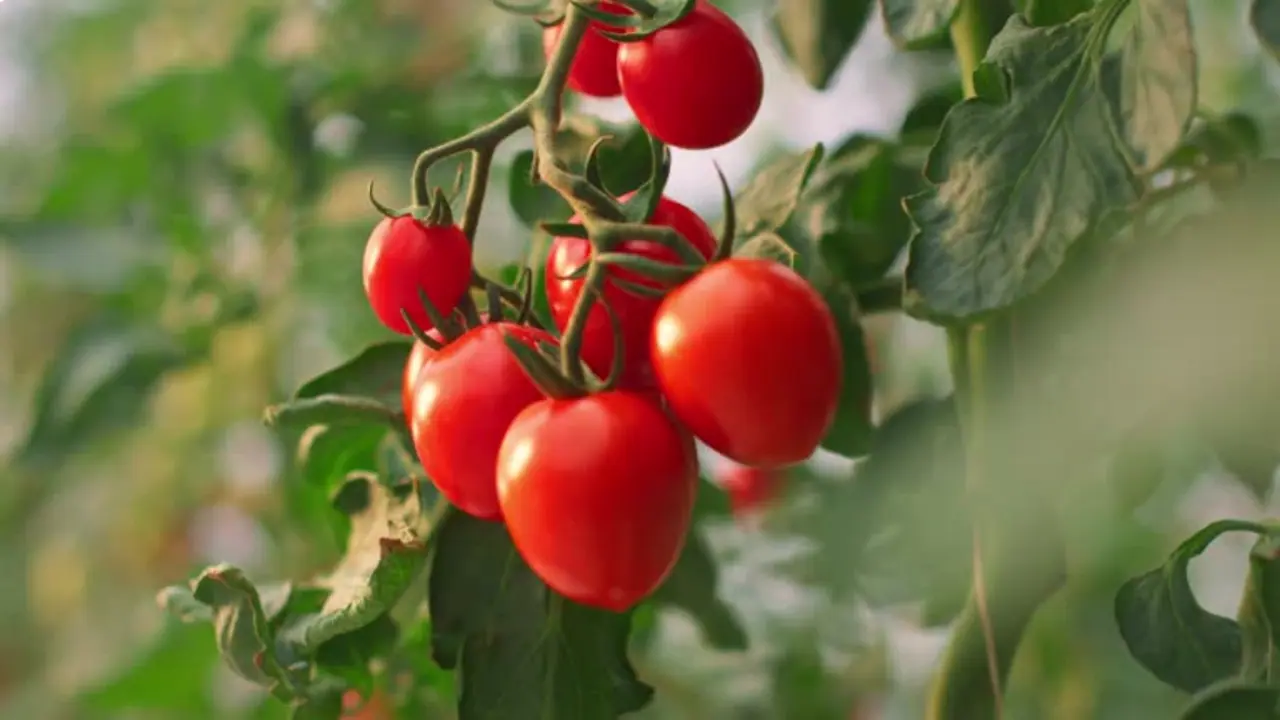 టమాటాలను ఎక్కువగా తినడం వల్ల వచ్చే సమస్యలు