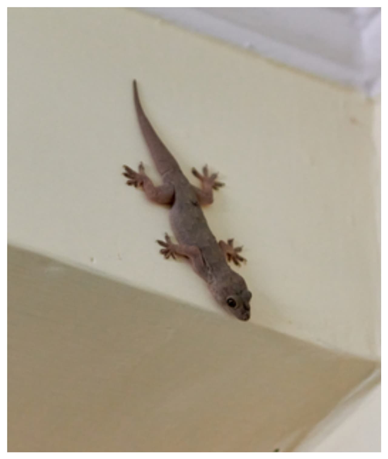 బల్లి మీద పడితే..?