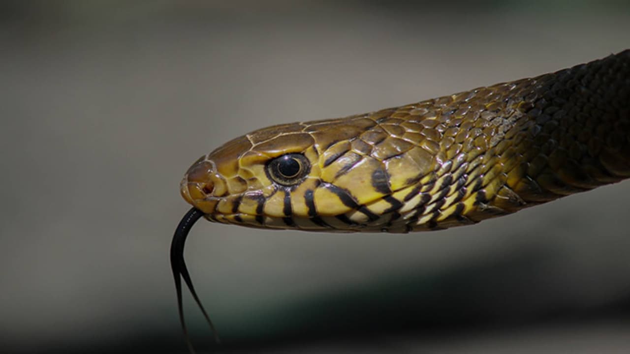 ಬಿಹಾರದ ನಾಗಮಣಿ ಸುದ್ದಿ