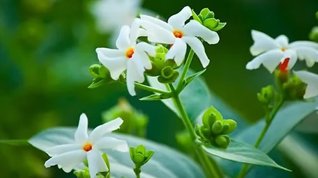 ಸ್ವರ್ಗ ಲೋಕದ ವೃಕ್ಷ ಪಾರಿಜಾತ