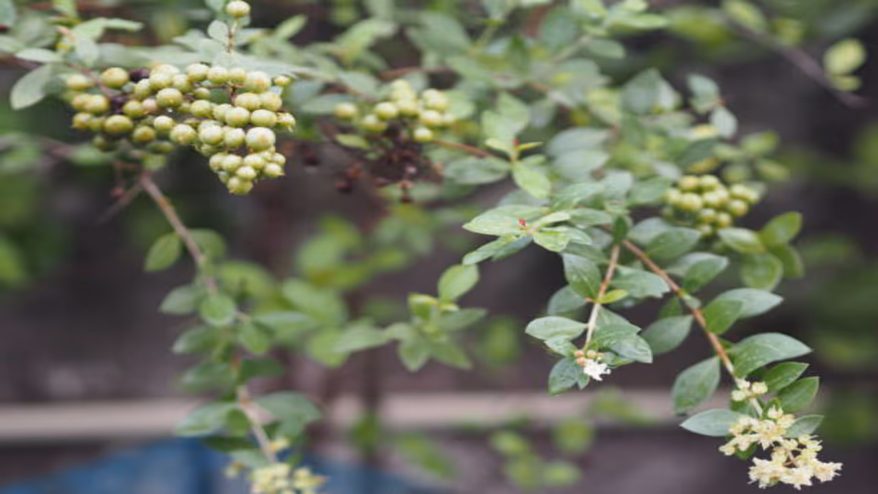 மருதாணியின் நன்மைகள்: