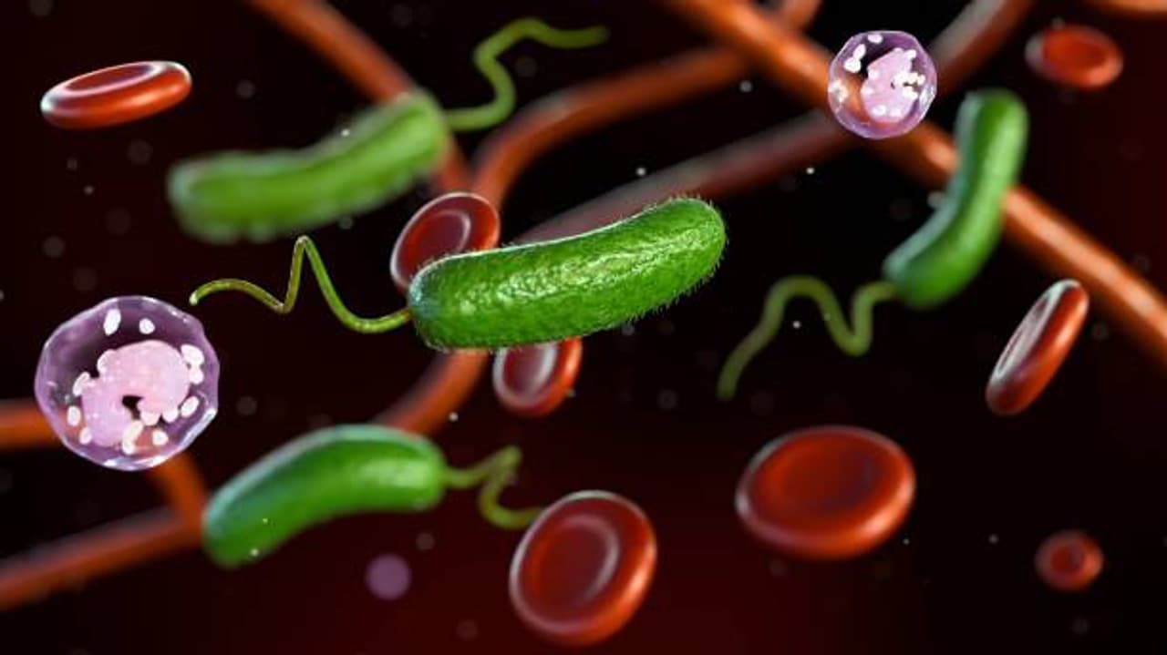 మాంసం తినే బాక్టీరియా