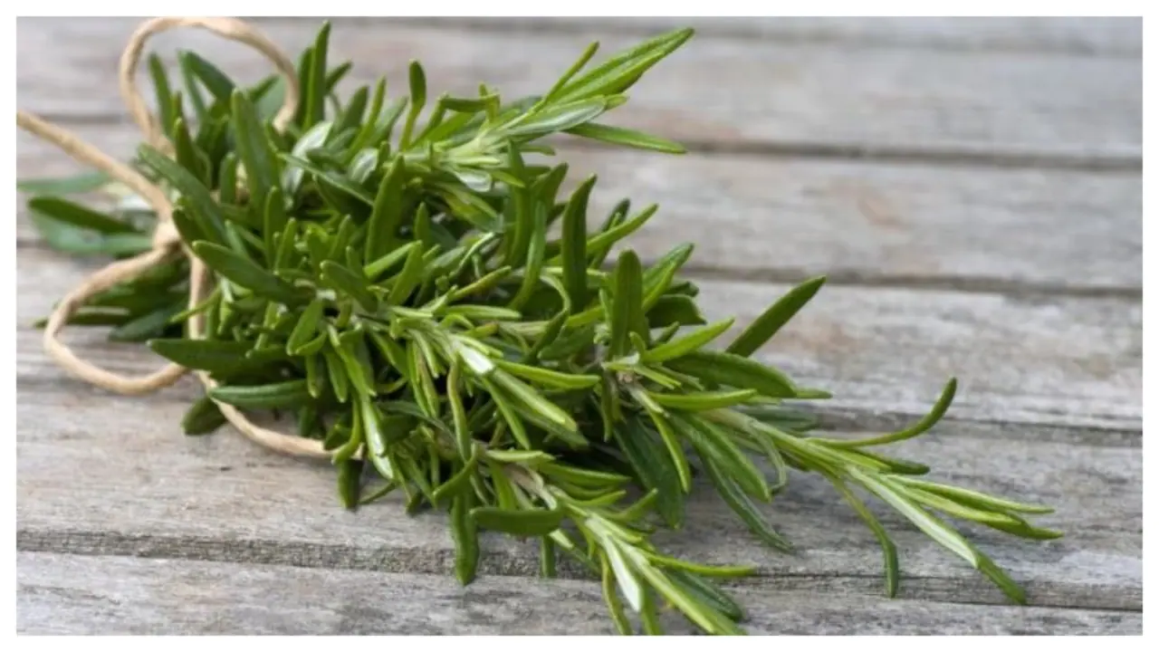 Rosemary for Hair