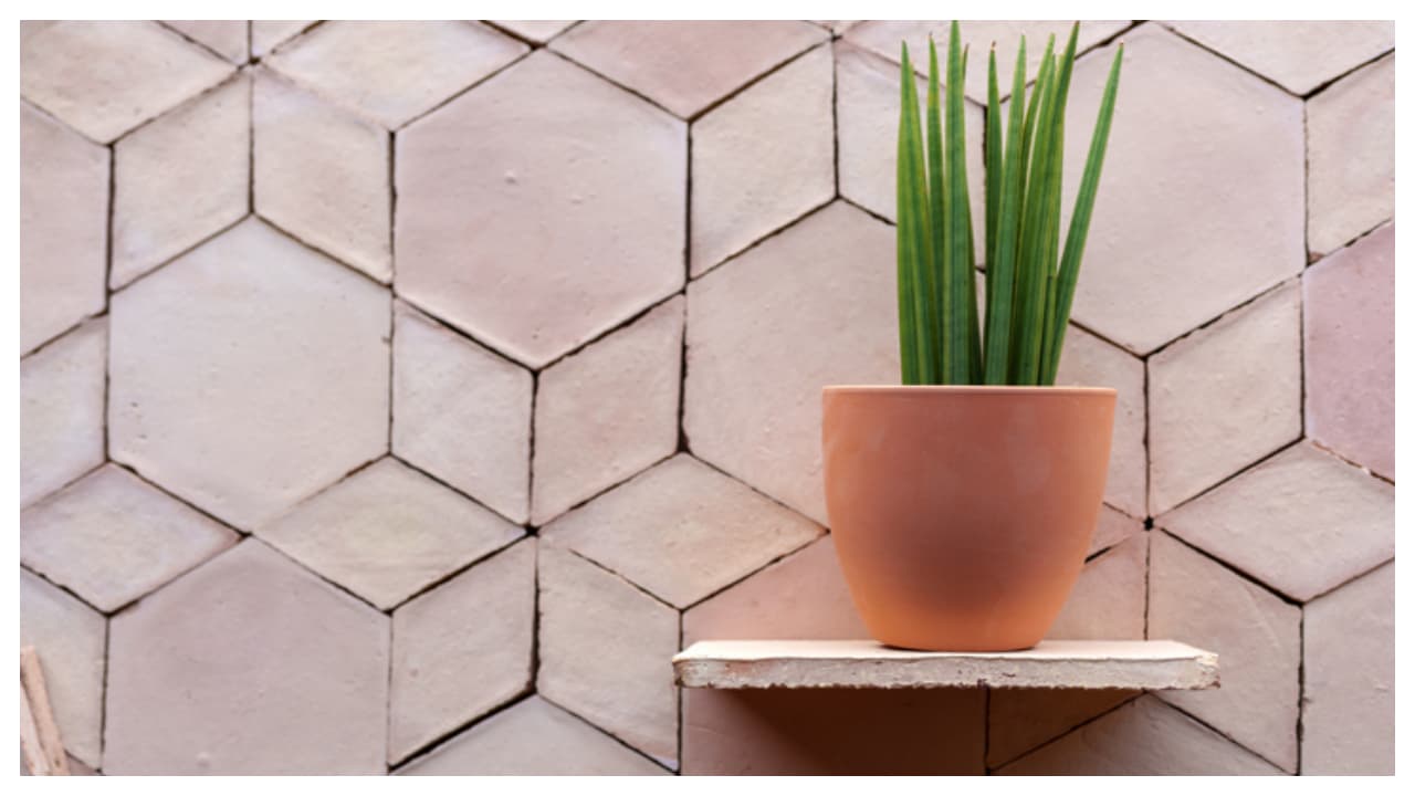 ചെറിയ ചെടികൾ ചെറിയ ചെടികൾ