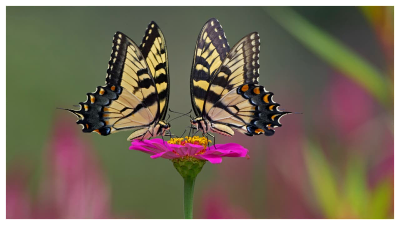 ചിത്രശലഭങ്ങൾ