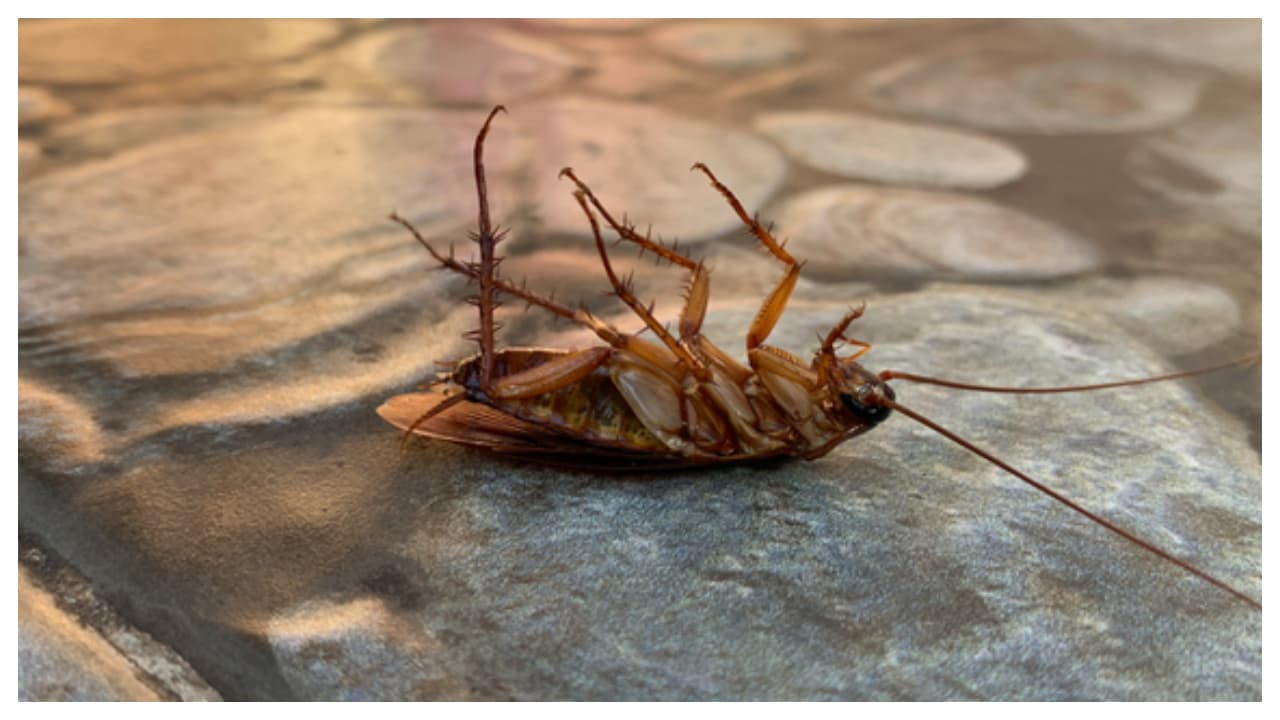 പാറ്റ ശല്യം പാറ്റ ശല്യം