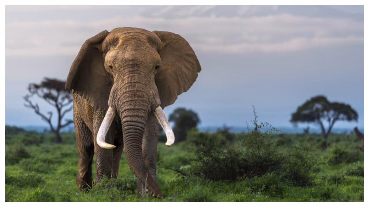 பாலக்காடு டஸ்கர் 5 யானை