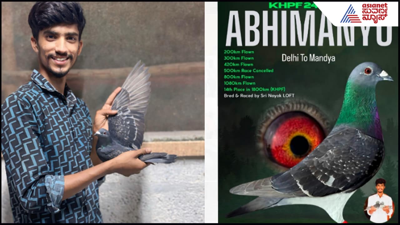 ಜಾಣ್ಮೆಯಲ್ಲಿ ದಾಖಲೆ ಬರೆದ ಪಾರಿವಾಳ ಜಾಣ್ಮೆಯಲ್ಲಿ ದಾಖಲೆ ಬರೆದ ಪಾರಿವಾಳ