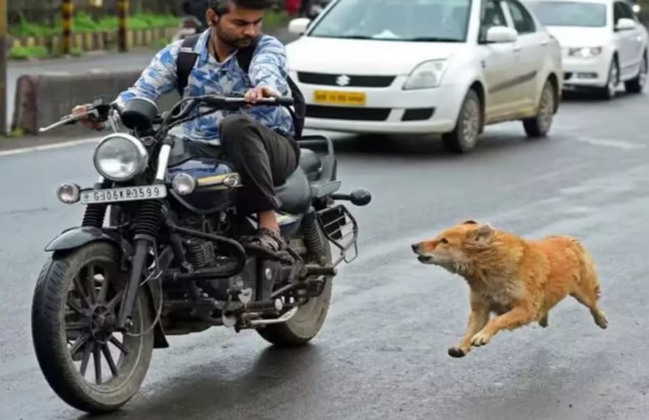 ಬೈಕ್‌ಗಳ ಹಿಂದೆ ನಾಯಿಗಳು ಯಾಕೆ ಓಡ್ತವೆ?