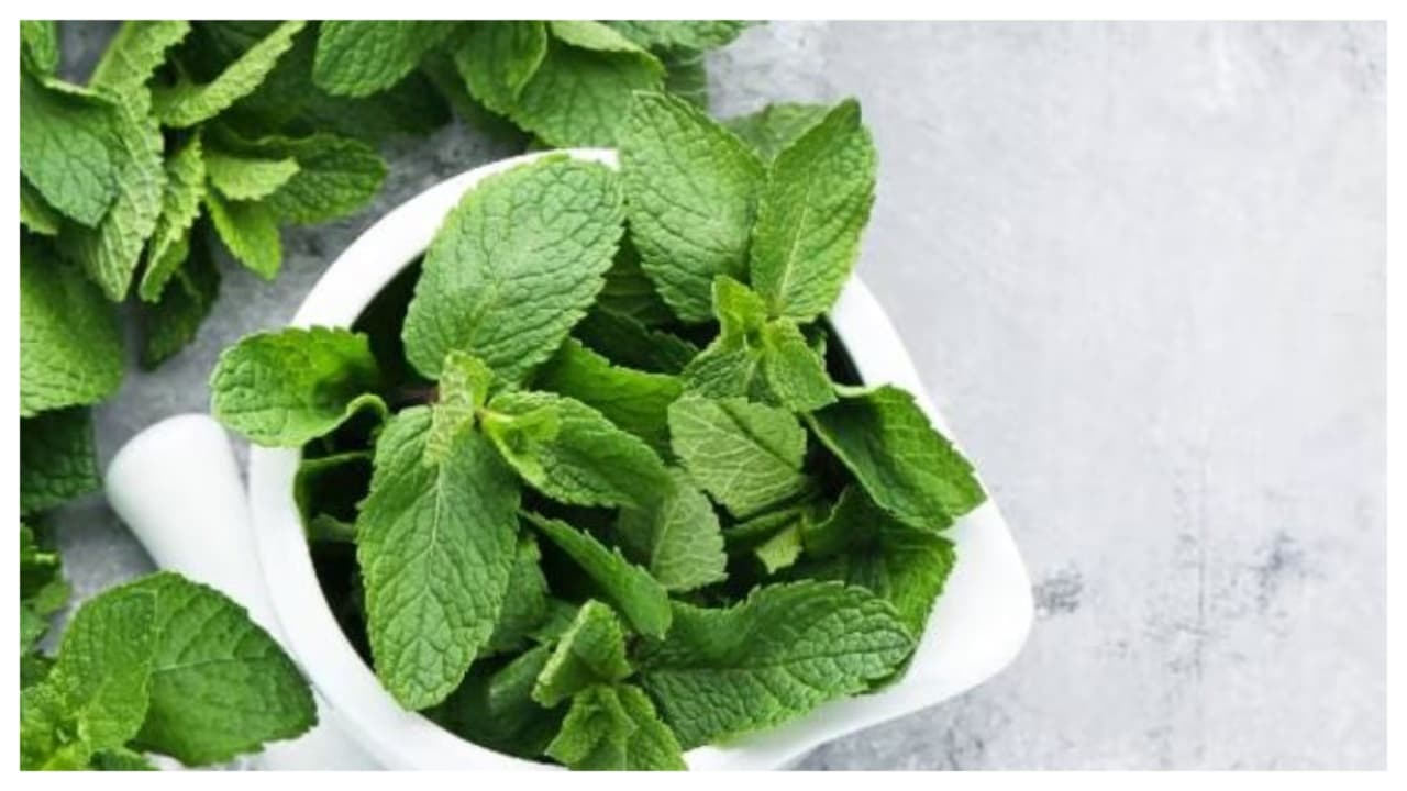 புதினா புதினா