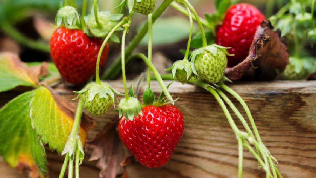 స్ట్రాబెర్రీ మొక్కల పెంపకం స్ట్రాబెర్రీ మొక్కల పెంపకం