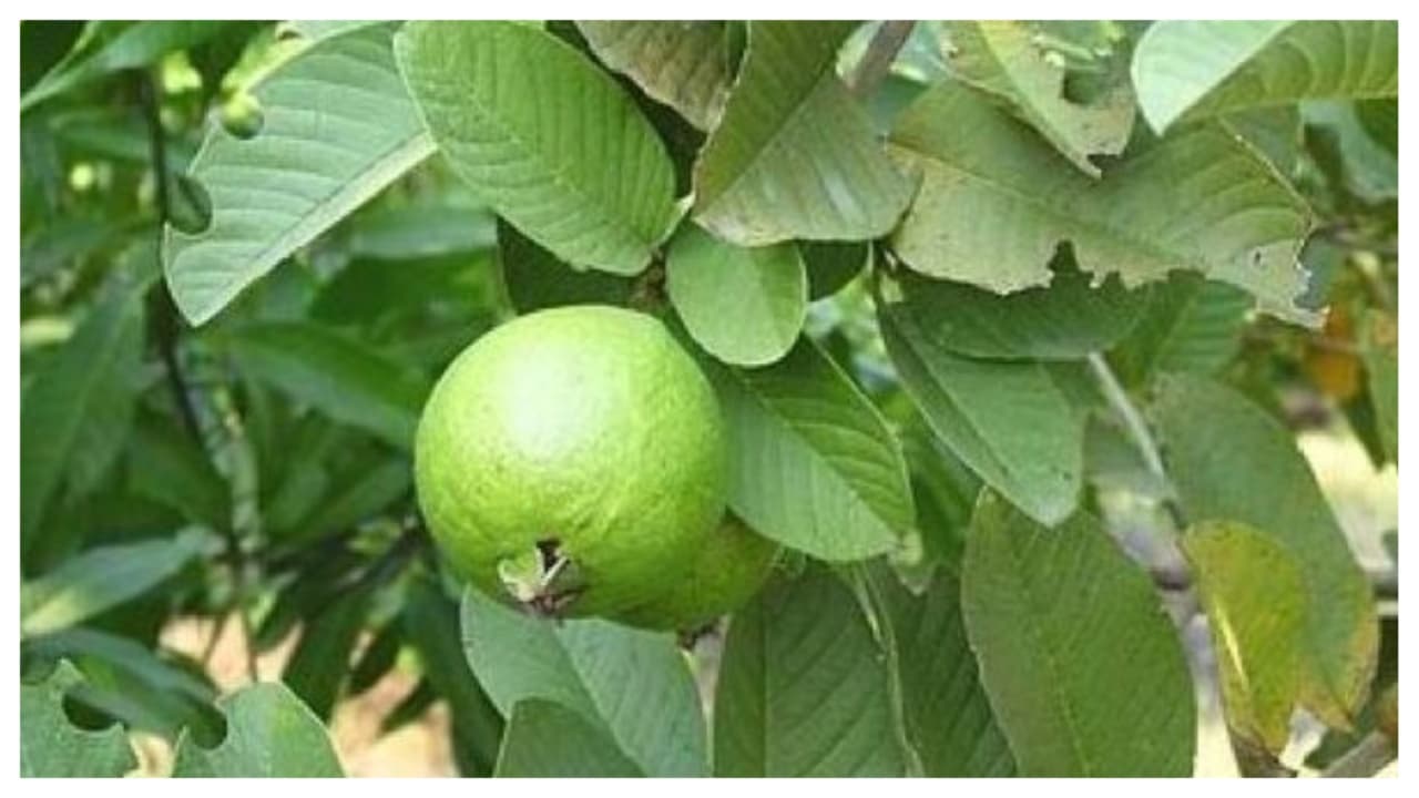 జామ ఆకులు