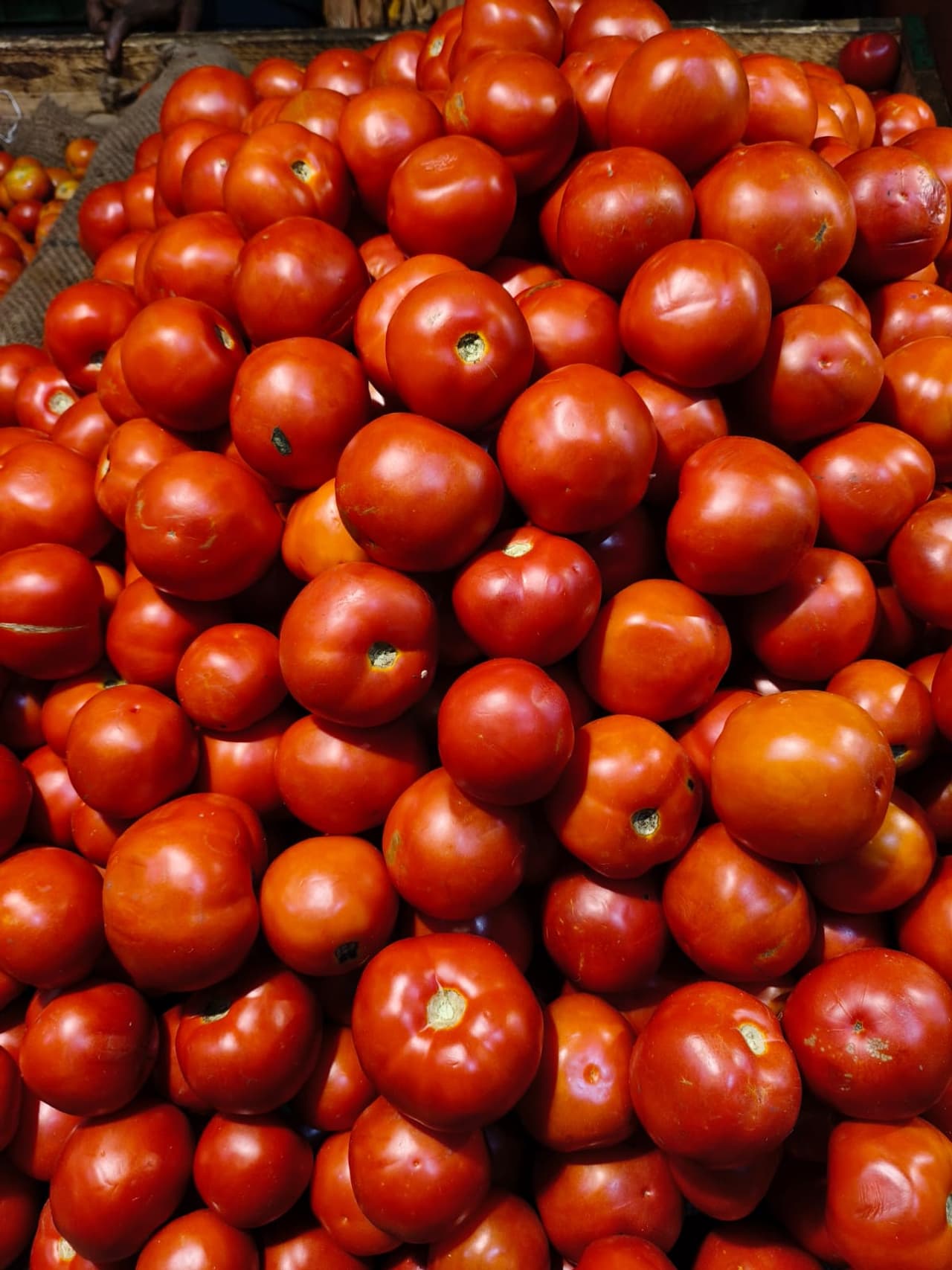 உயரும் தக்காளி விலை