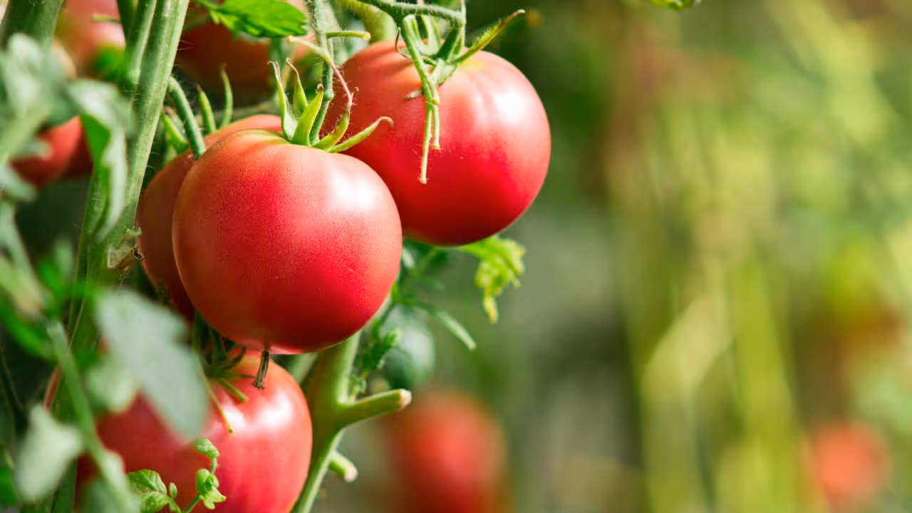 టమాటాల నిల్వ పద్దతులు టమాటాల నిల్వ పద్దతులు