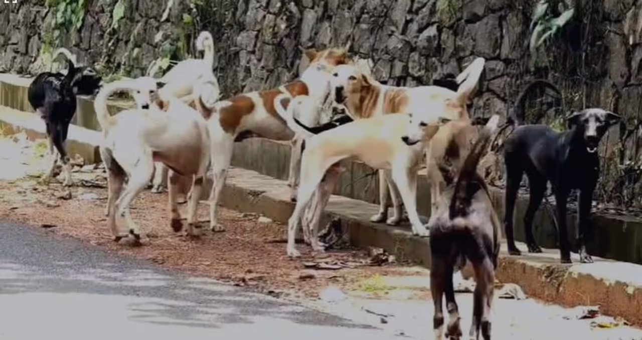 Chennai HC Orders TN Government To Control Street Dogs