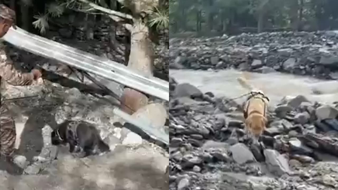 மீட்புப் பணியில் மோப்ப நாய் குழுக்கள்