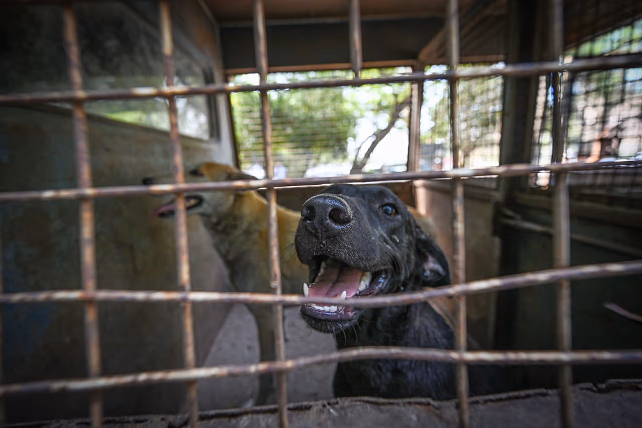 நாய்களுக்கு ஆயுள் தண்டனை