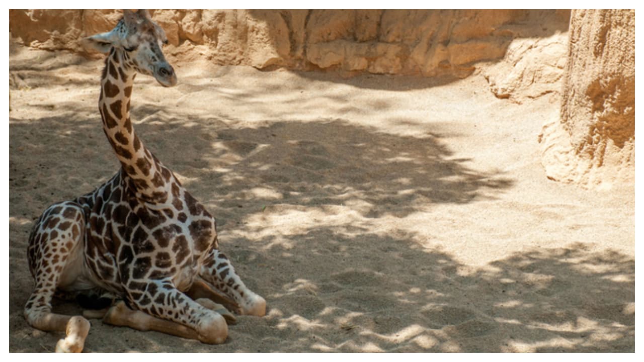 ഉറക്കമില്ലാത്തവർ 