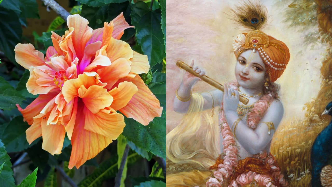 கிருஷ்ண ஜெயந்தி 2025 கிருஷ்ண ஜெயந்தி 2025