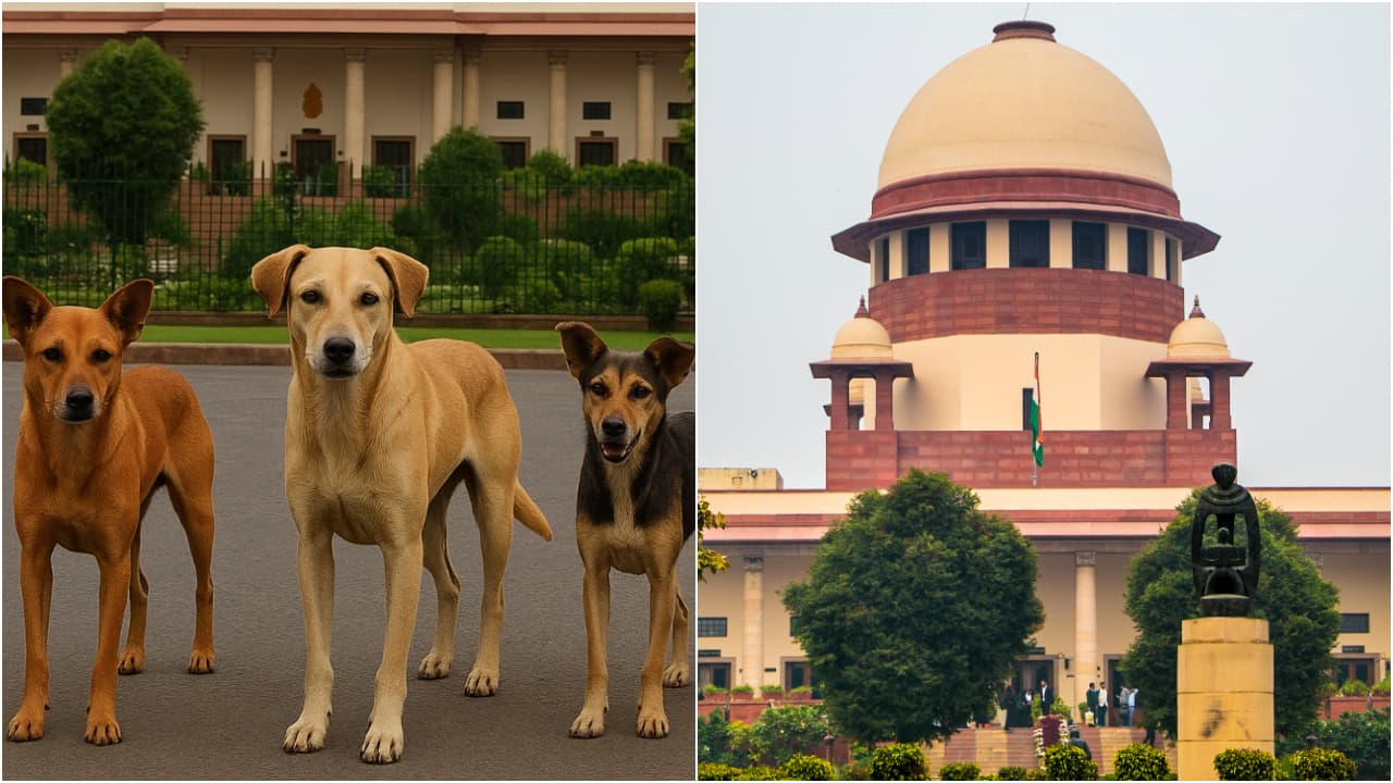 சென்னையில் நாய் கடித்து பலி