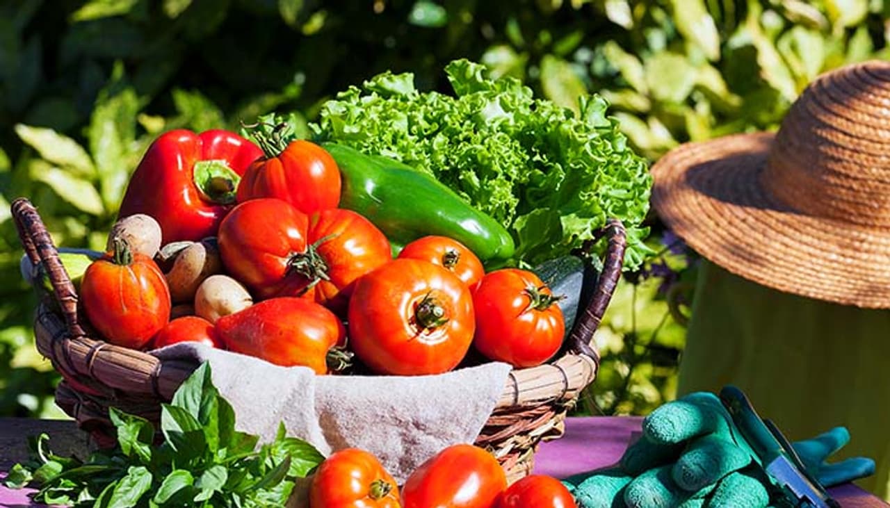 కిచెన్ గార్డెన్ కోసం పాటించాల్సిన చిట్కాలు