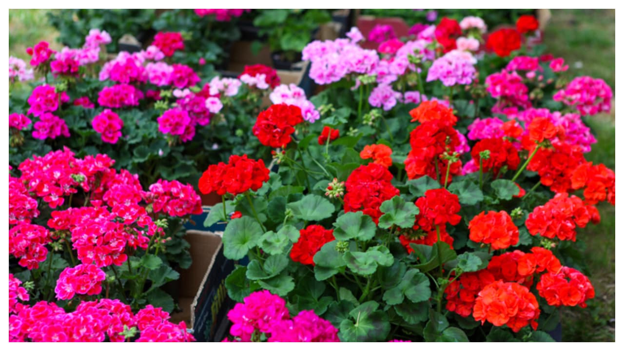 తక్కువ పెట్టుబడి... ఎక్కువ లాభాలు