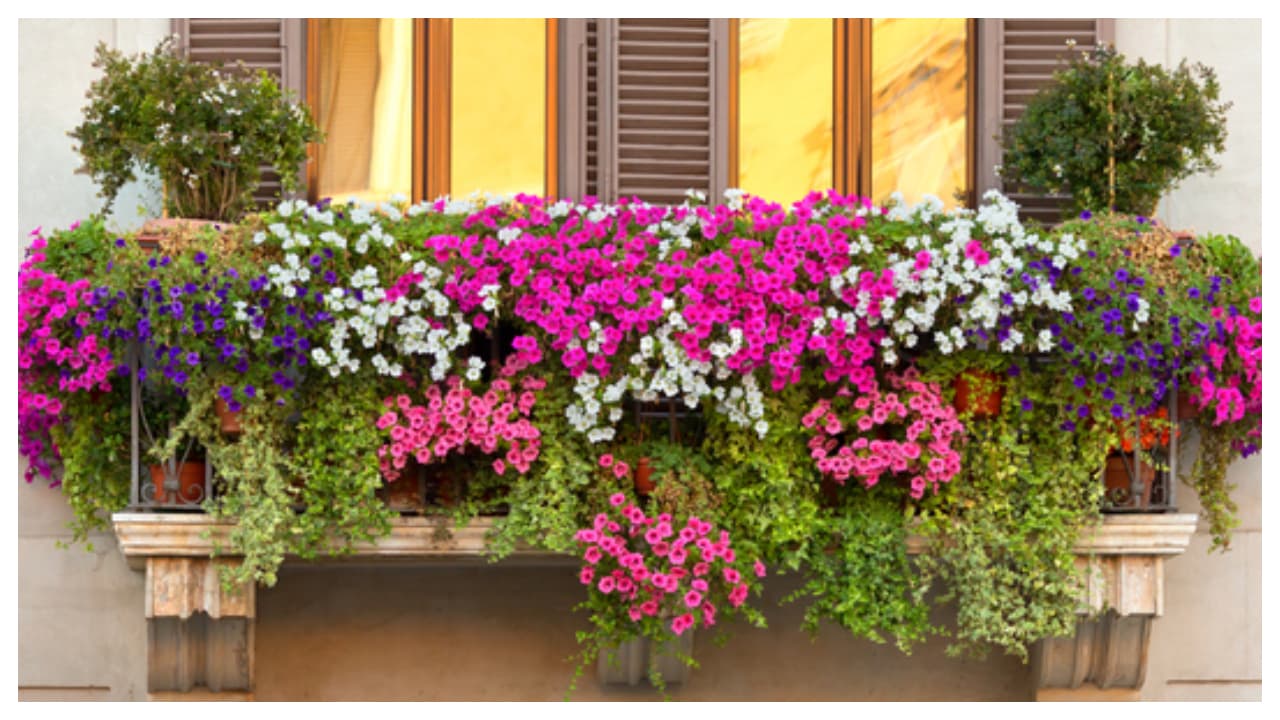 പൂച്ചെടികൾ 