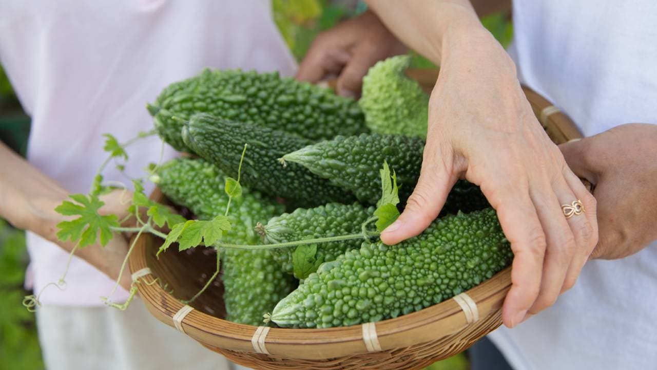 Bitter Gourd Side Effects Bitter Gourd Side Effects