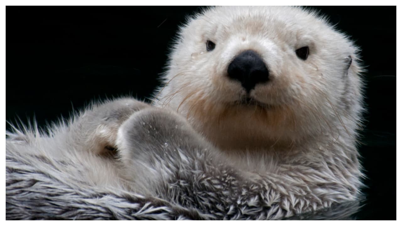 സീ ഓട്ടർ