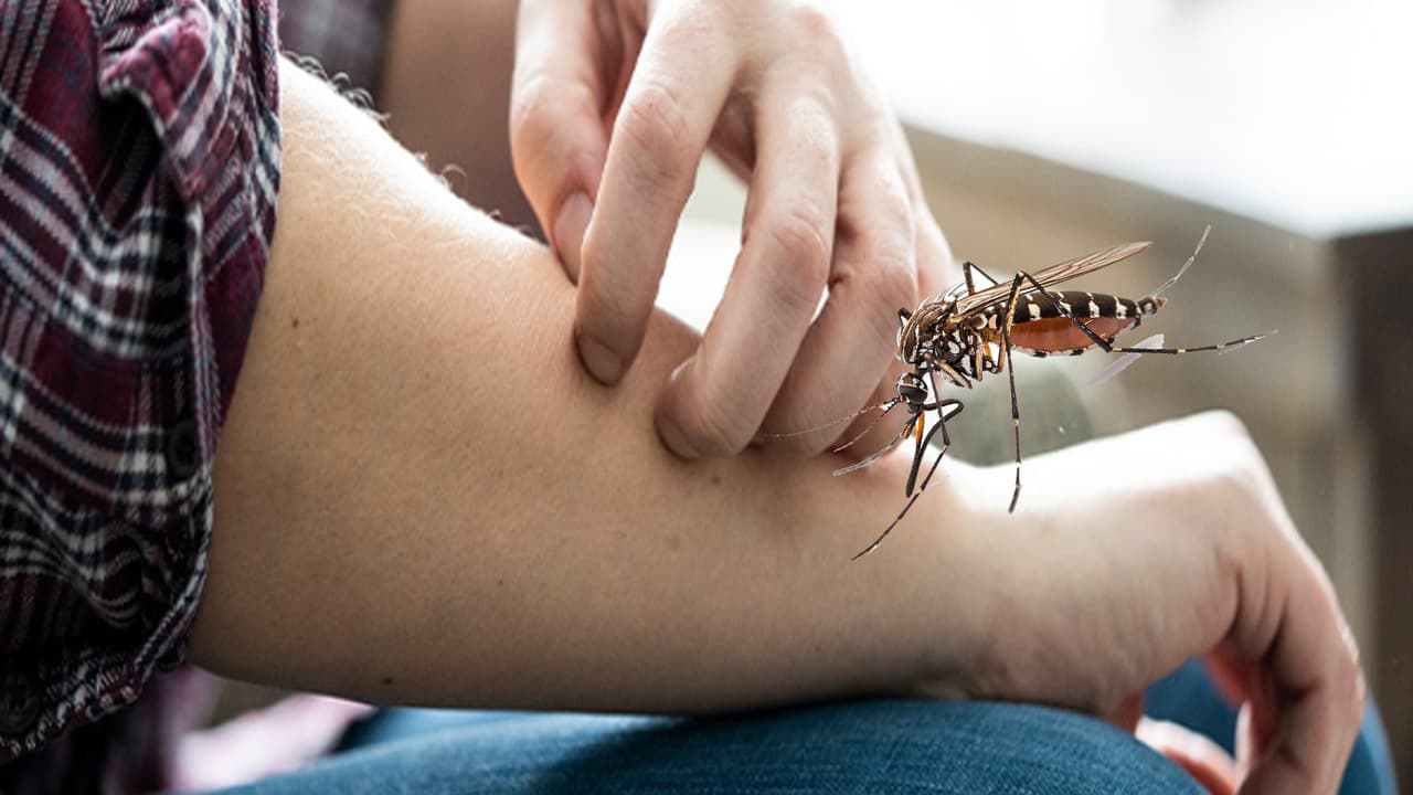 Mosquito Bite Treatment at Home