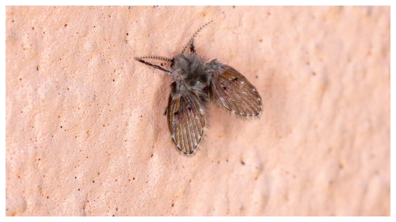 ഡ്രെയിൻ ഫ്ലൈസ്