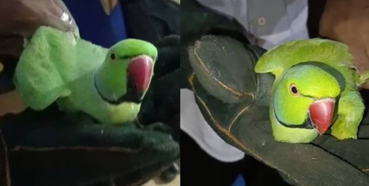 ಸಾಕ್ಷಿ ಹೇಳಿದ ಗಿಳಿ