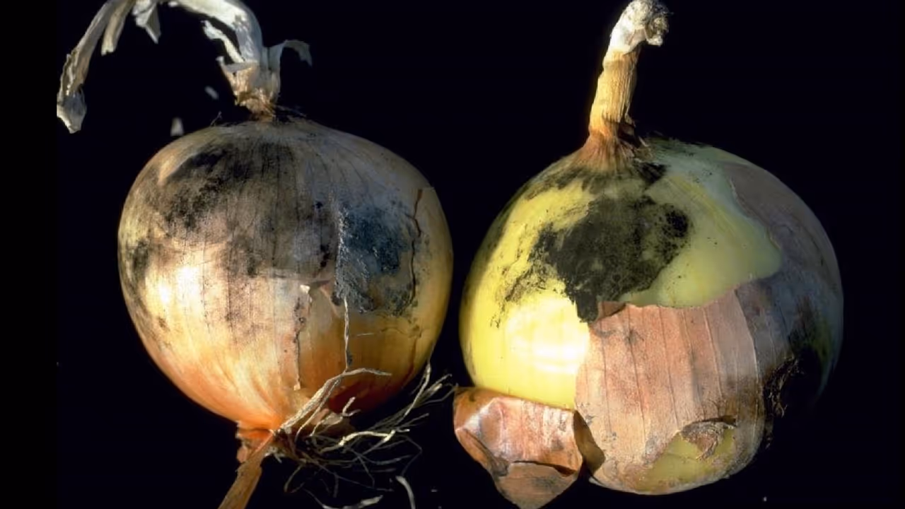 कांद्यांवरील काळे डाग, आरोग्यासाठी किती धोकादायक?
