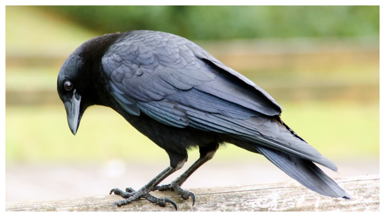 ಕಾಗೆಗಳು