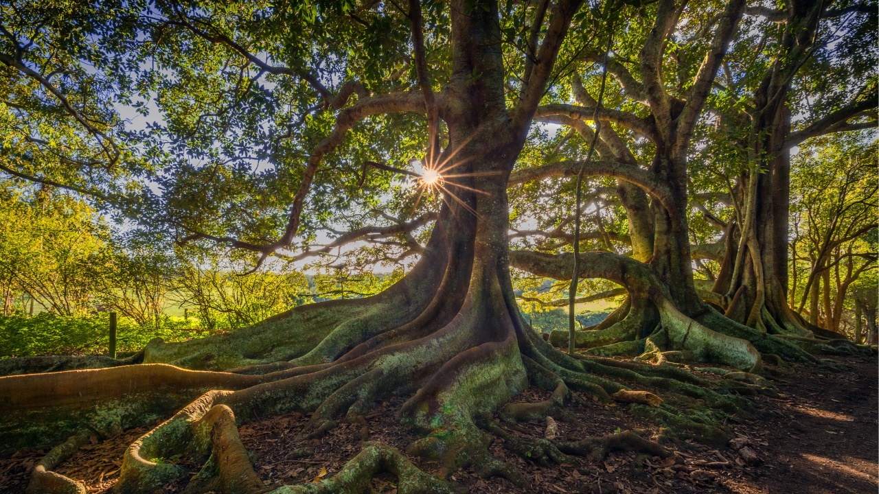 Tropical Trees and Climate Change