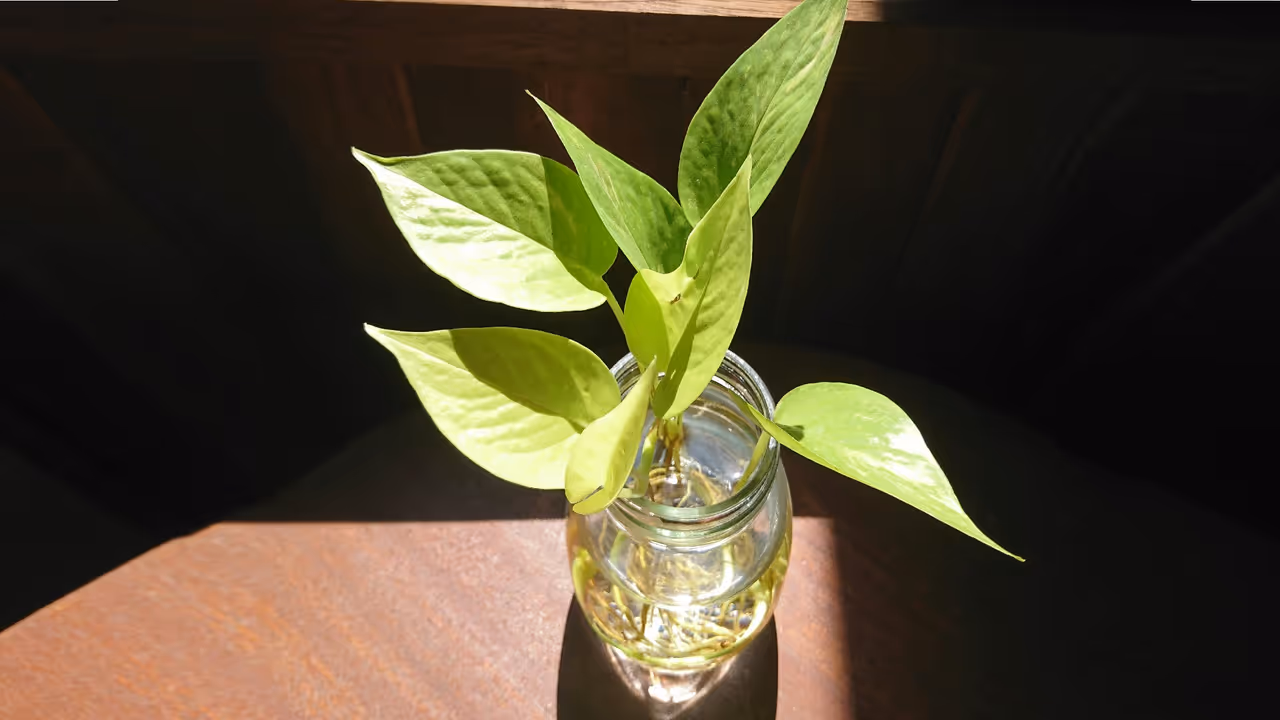 మనీ ప్లాంట్ ఎందుకు పెంచాలి?