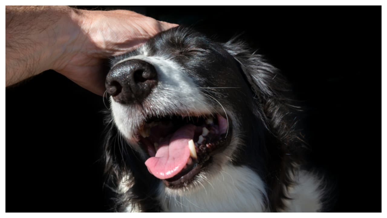 സമ്മർദ്ദം കുറയ്ക്കുന്നു 