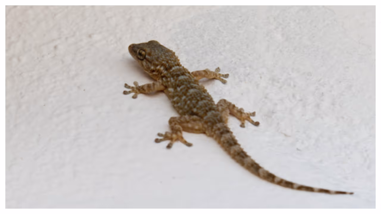 ജീവികളെ അകറ്റാം ജീവികളെ അകറ്റാം