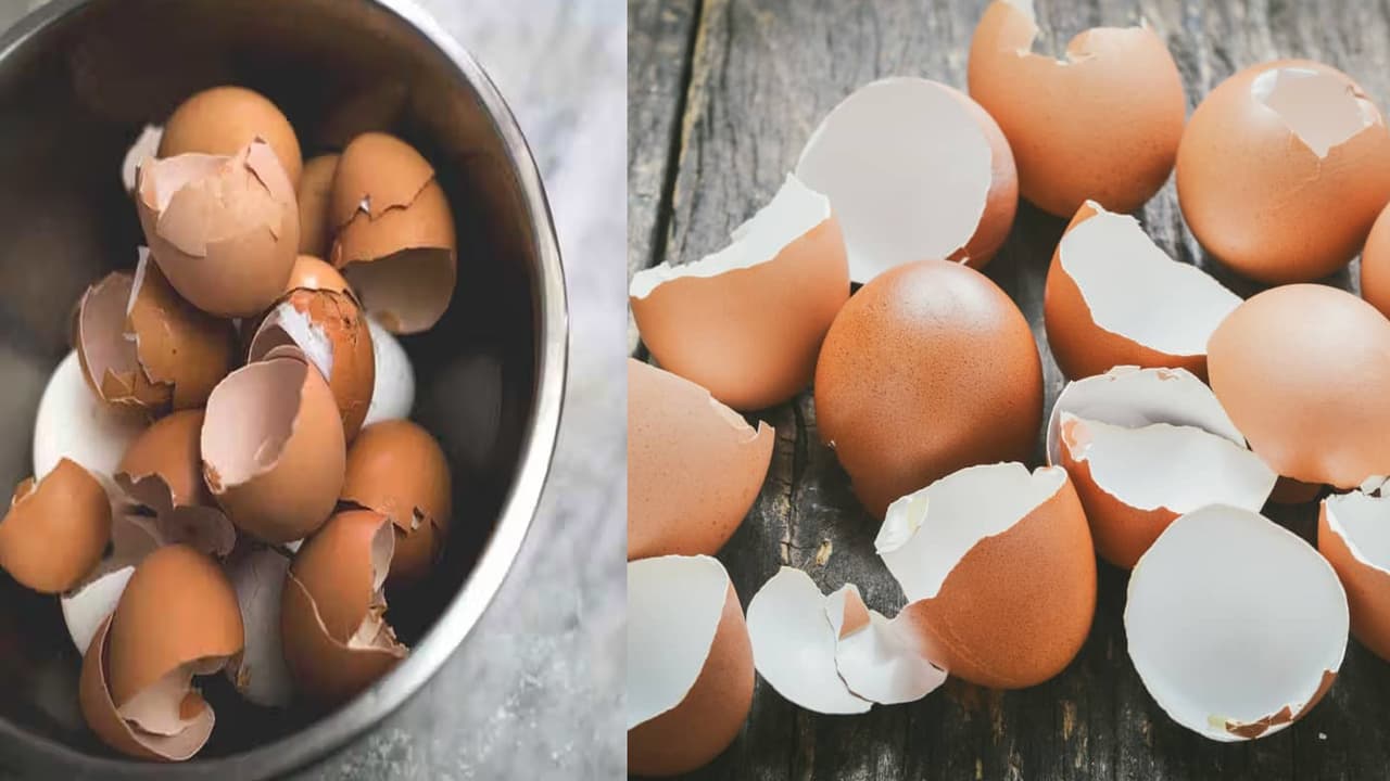 Crushed Eggshells Feed the Soil Crushed Eggshells Feed the Soil