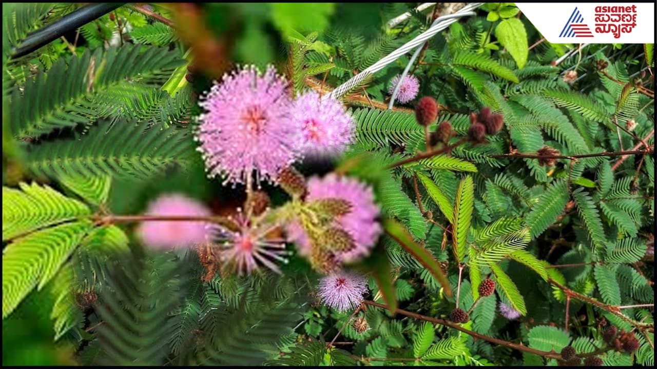 ಮುಟ್ಟಿದರೆ ಮುನಿಯ ಪ್ರಯೋಜನಗಳು