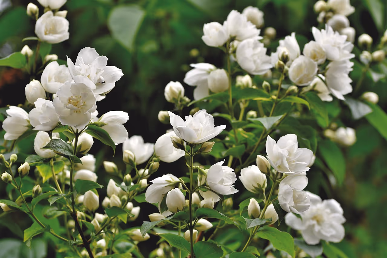 Jasmine: The Queen of Fragrant Plants for Your Home Jasmine: The Queen of Fragrant Plants for Your Home
