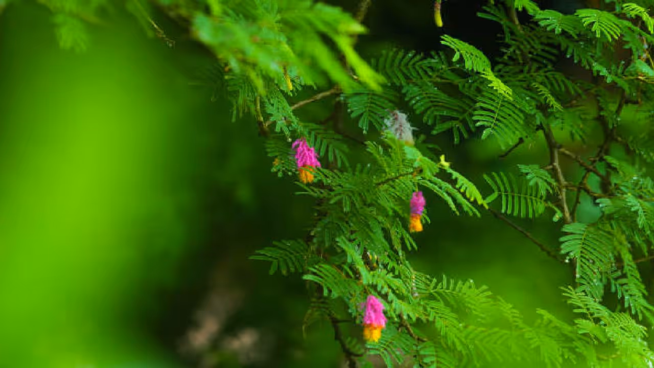 దసరా నాడు జమ్మి ఆకుల పూజ