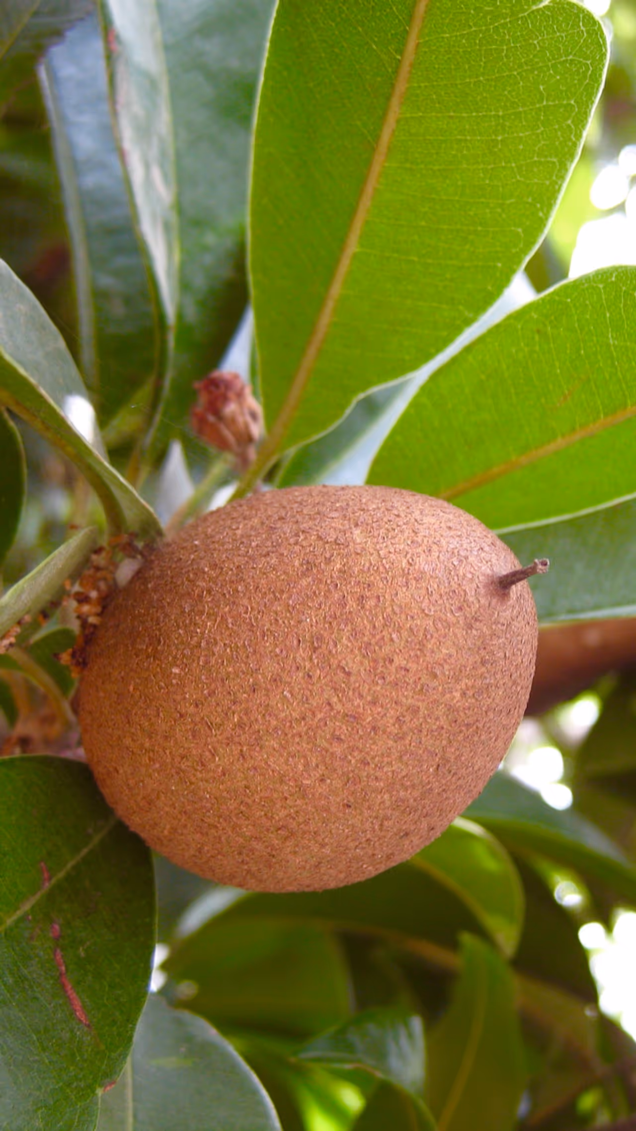 Sapota Sapota