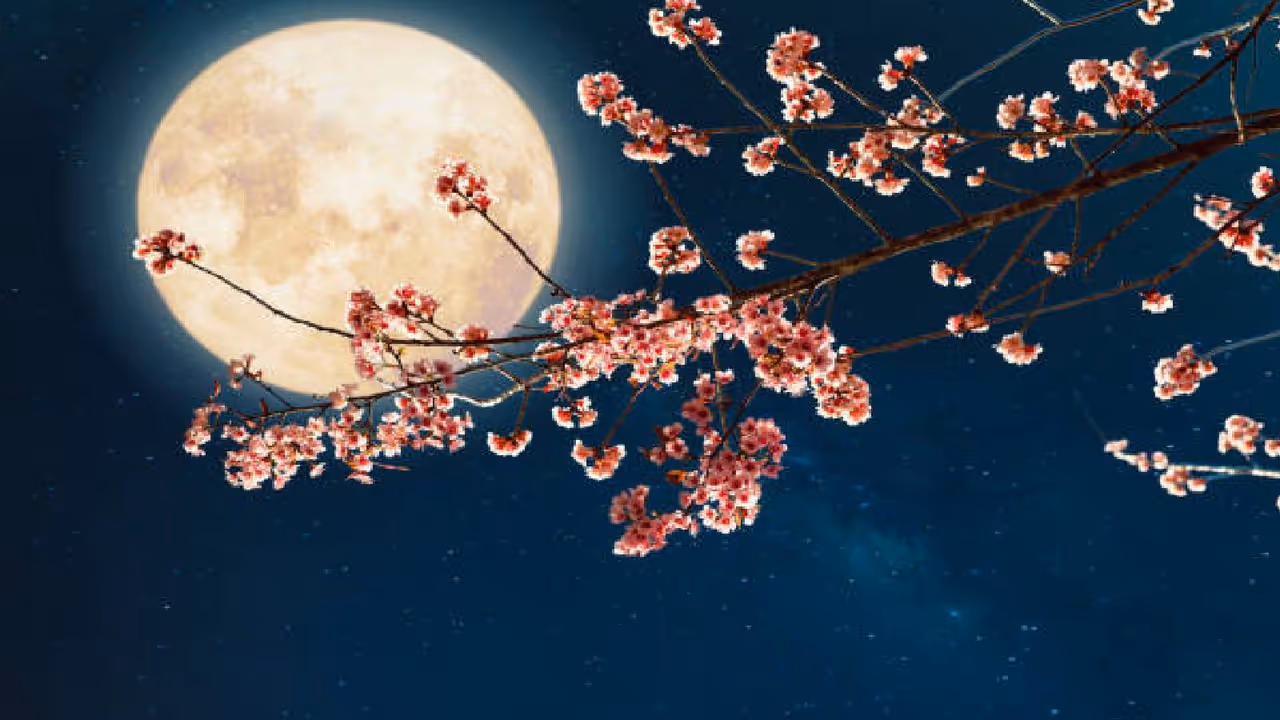 शरद पौर्णिमा कधी साजरी केली जाते?