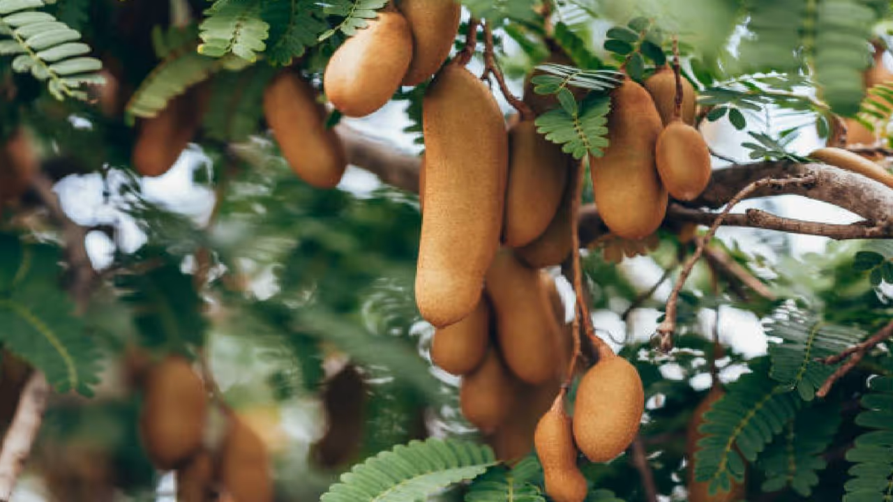 చింతపండు ఆరోగ్య ప్రయోజనాలు చింతపండు ఆరోగ్య ప్రయోజనాలు